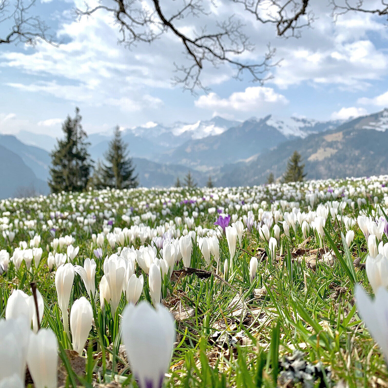 <p>Eine Wiese voller Frühlings-Blumen vor einem Bergpanorama,</p>