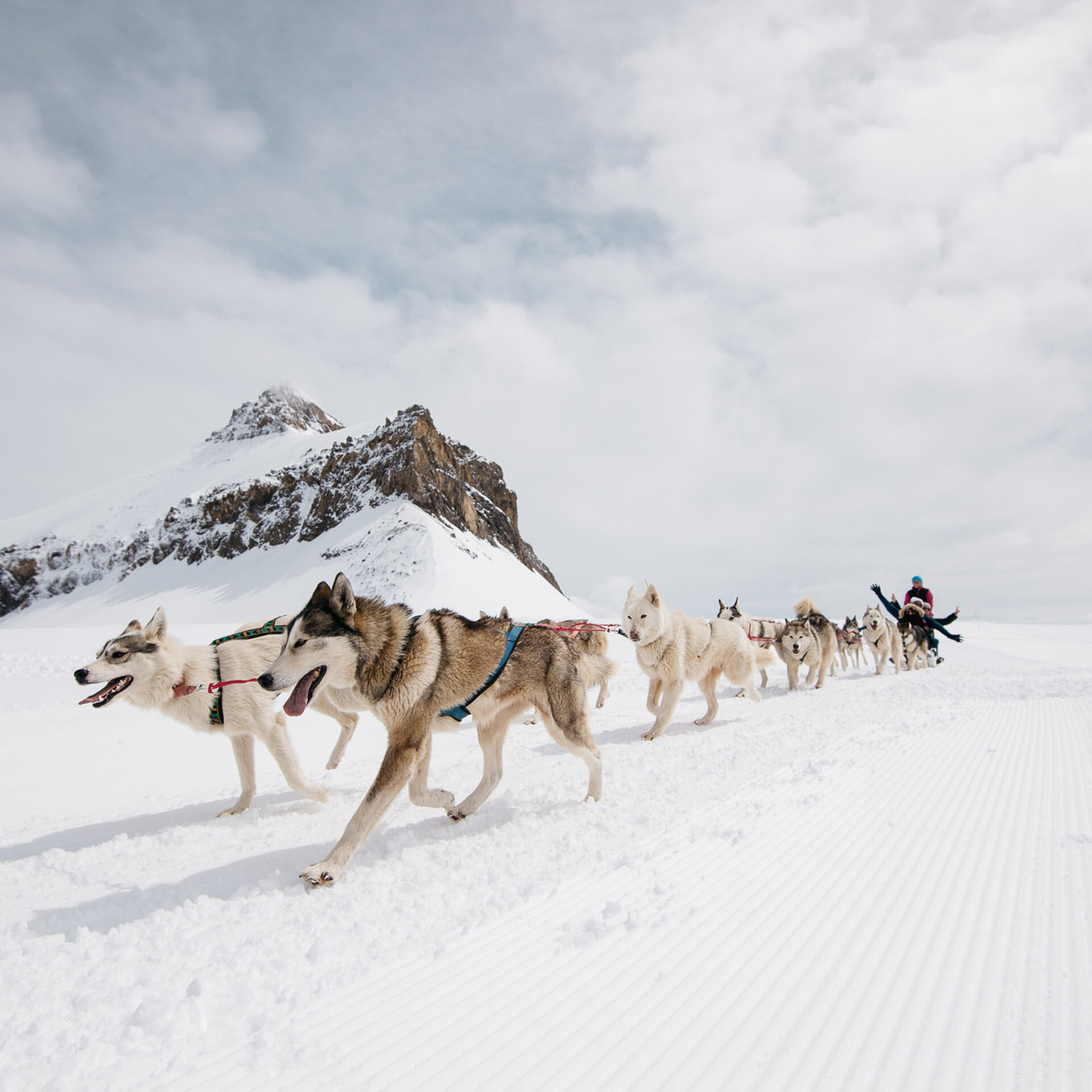 Eine Gruppe von Hunden zieht einen Schlitten durch den Schnee.