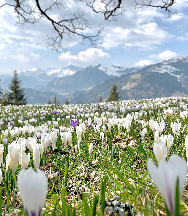 Eine Wiese voller Frühlings-Blumen vor einem Bergpanorama,