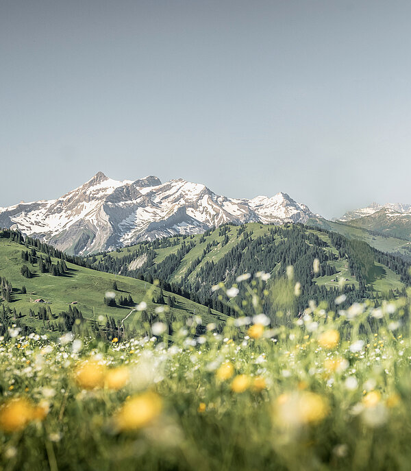 Eine Blumenwiese mit Bergpanorama im Hintergrund.