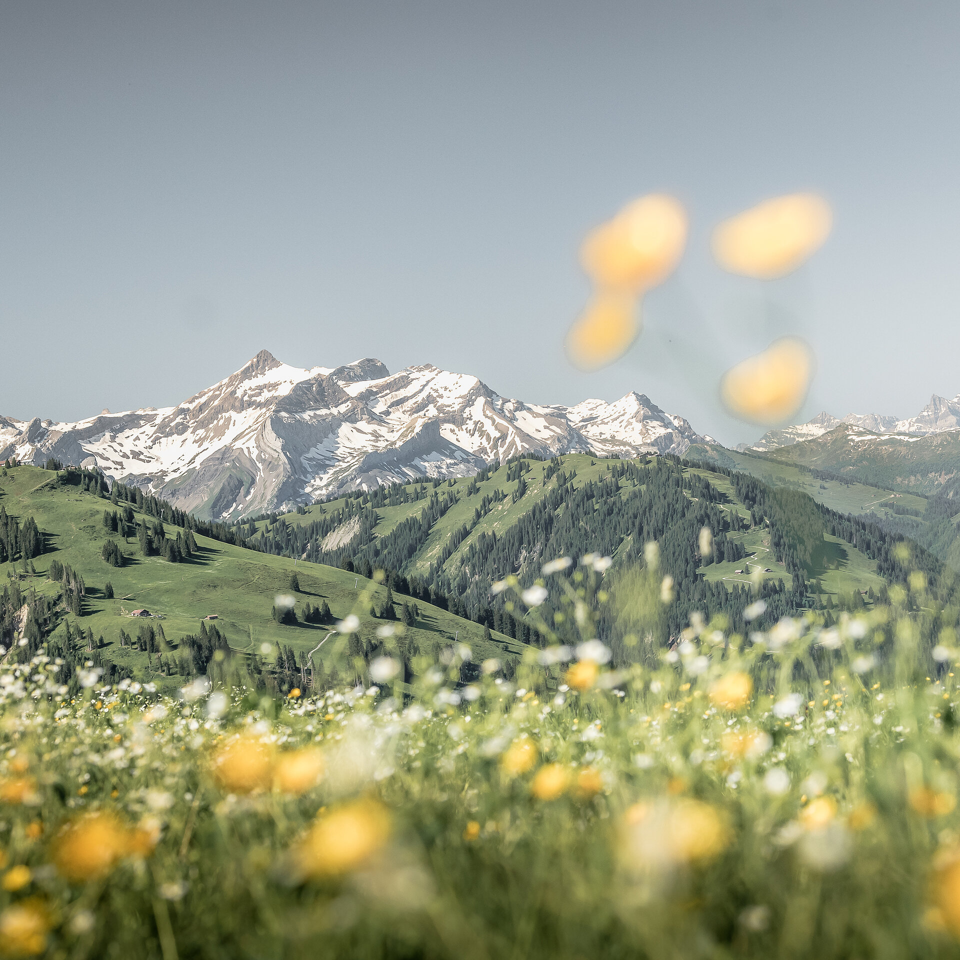 Schönes Bergpanorama in der Skiwelt Gstaad mit einer bunten Blumenwiese im Vordergrund.