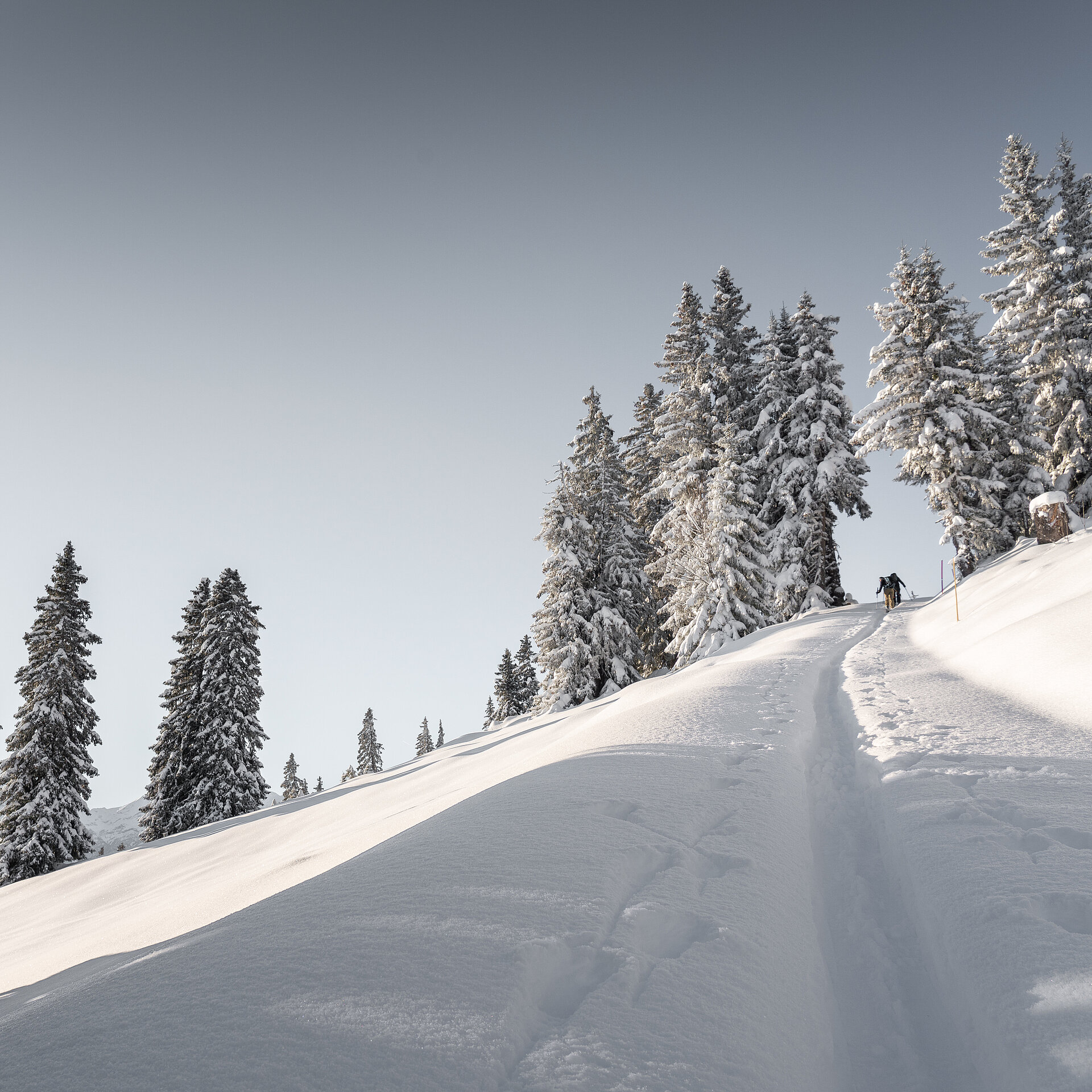 Skitouring Weg auf dem Rellerli-Berg inklusive verschneiten Tannen.