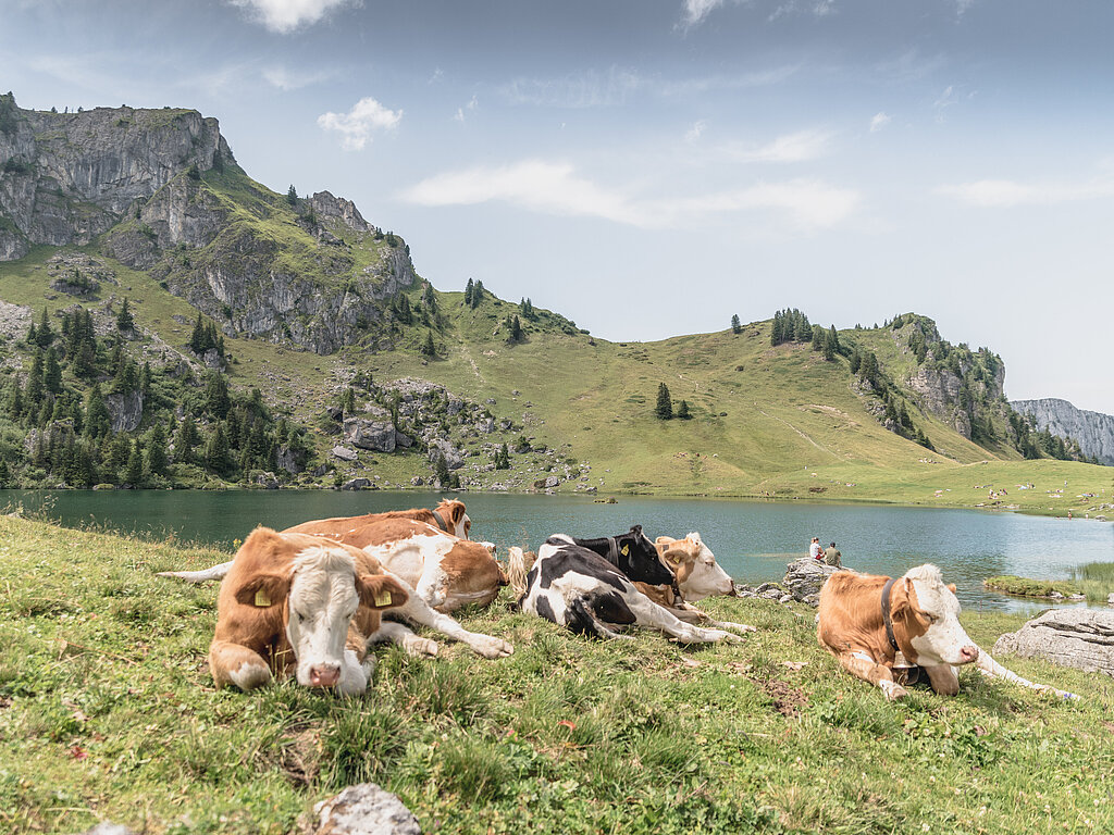 Kühe liegen bei einem Bergsee auf einer Wiese neben einer Bergkulisse.