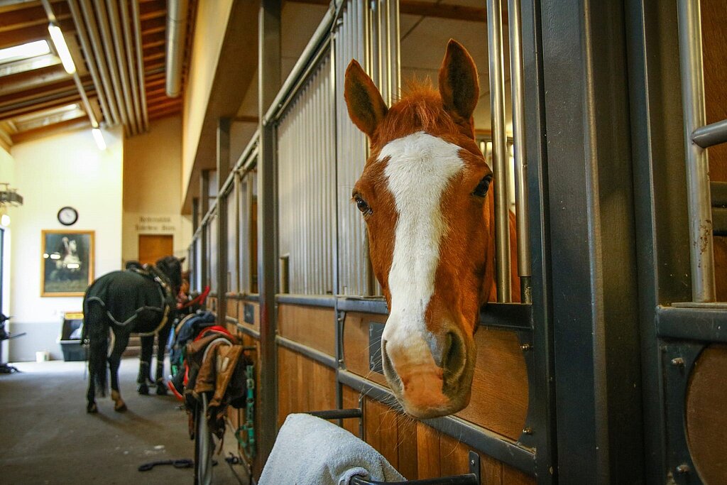 In einem Pferdestall schaut ein Pferd aus seiner Box heraus. Es ist braun und hat von der Stirn bis zur Nase einen weissen Streifen. Weiter hinten im Bild steht ein schwarzes Pferd mit einer Pferdedecke im Korridor.