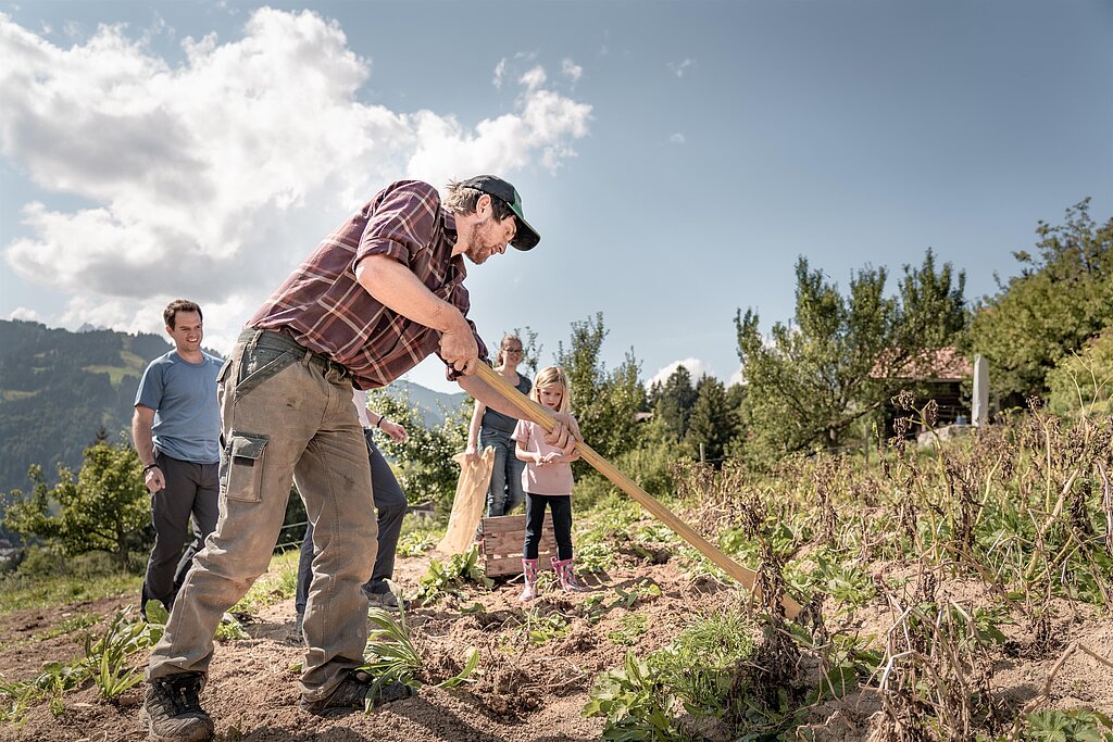 Ein Bergbauer in braunen Hosen und rotem kariertem Hemd zeigt Gästen wie man Kartoffeln gräbt.