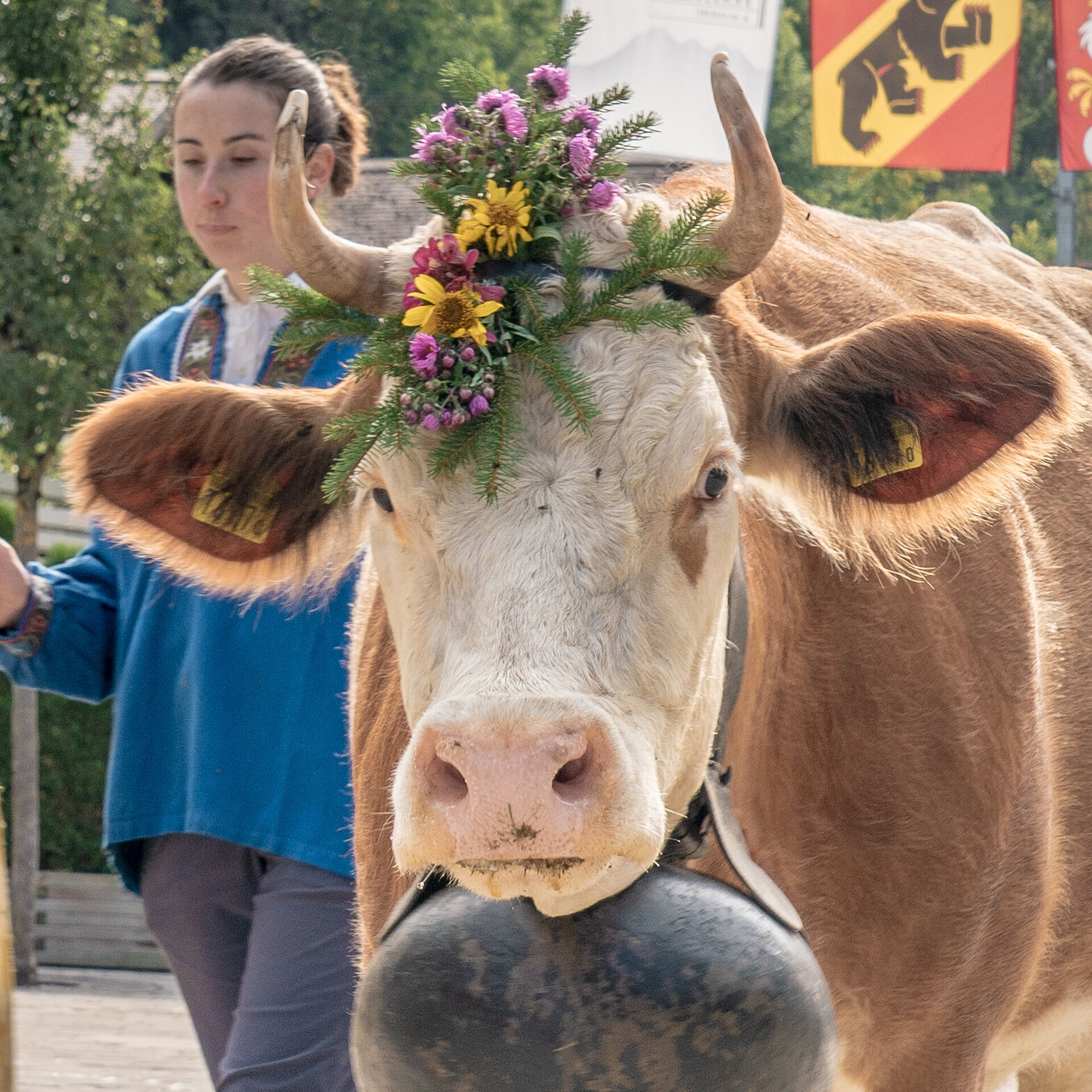 Junge Frau führt eine Kuh durch die Promenade Gstaad (Züglete), neben ihr laufen Kühe. Im Hintergrund Menschen und Häuser von Gstaad.