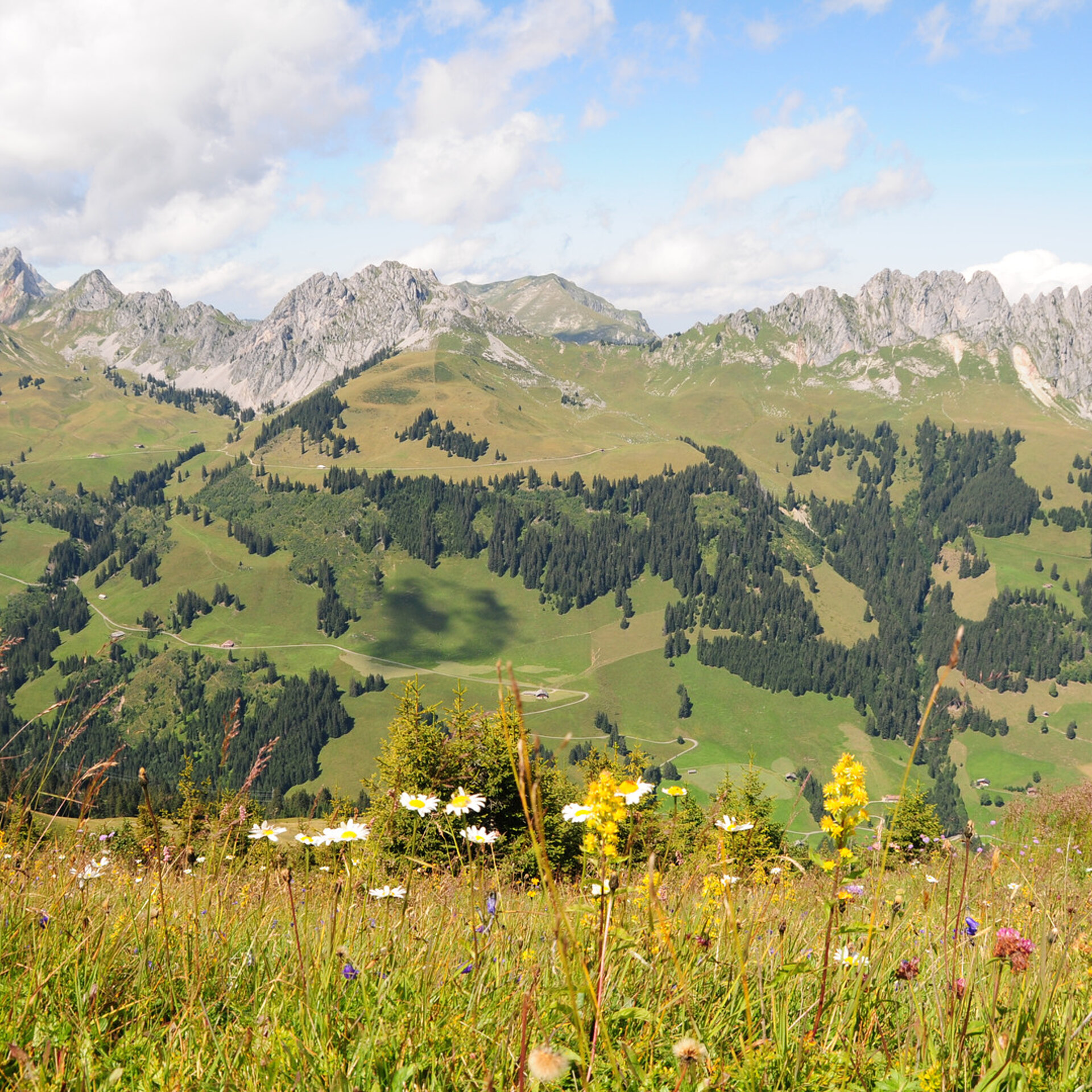 Bergpanorama mit einer Blumenwiese im Vordergrund.