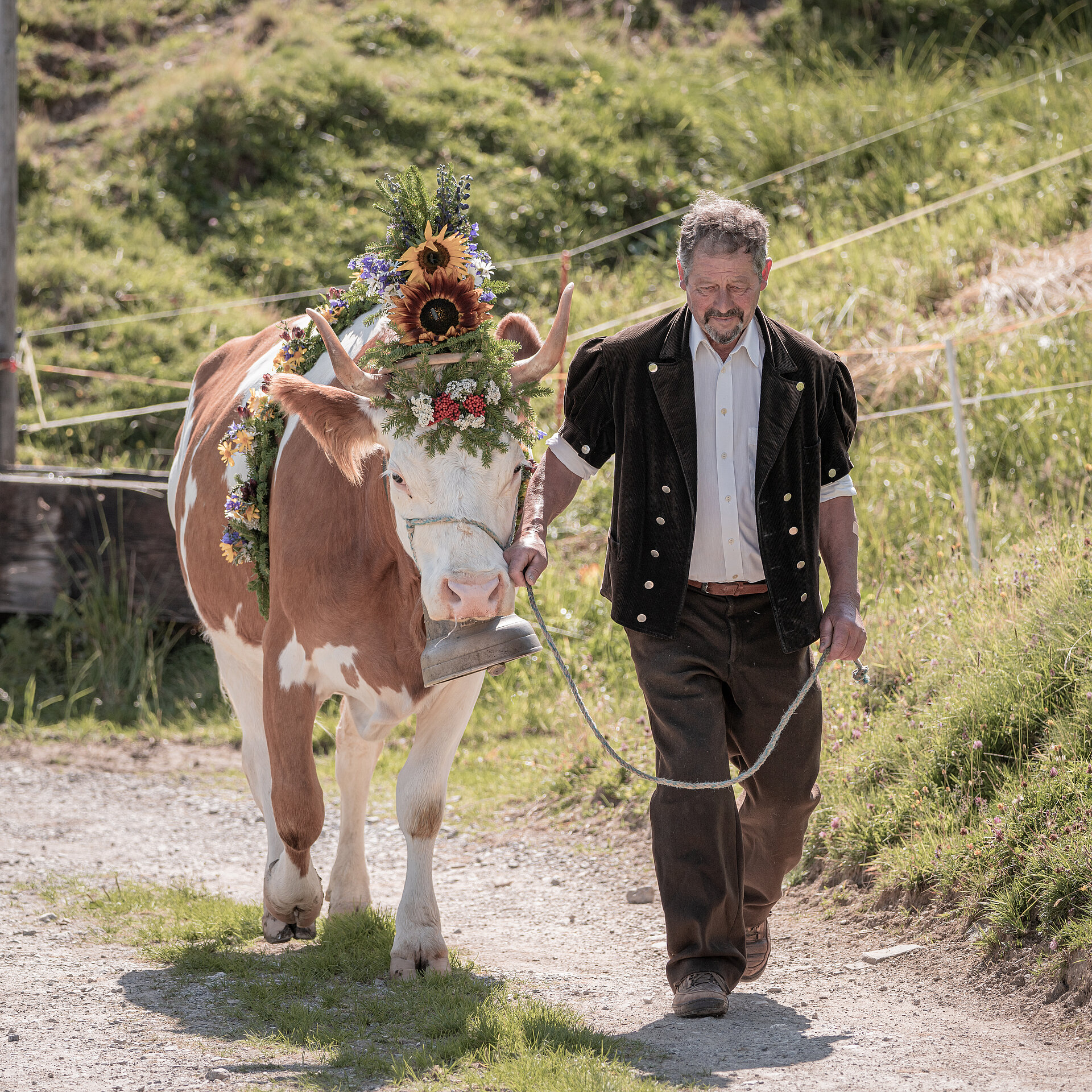 Bauer in traditioneller Tracht führt seine blumengeschmückte Simmentaler-Kuh an der Hand zum Alpabzug