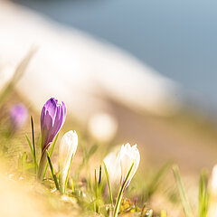 Eine Nahaufnahme von einer schönen Frühlingsblume.