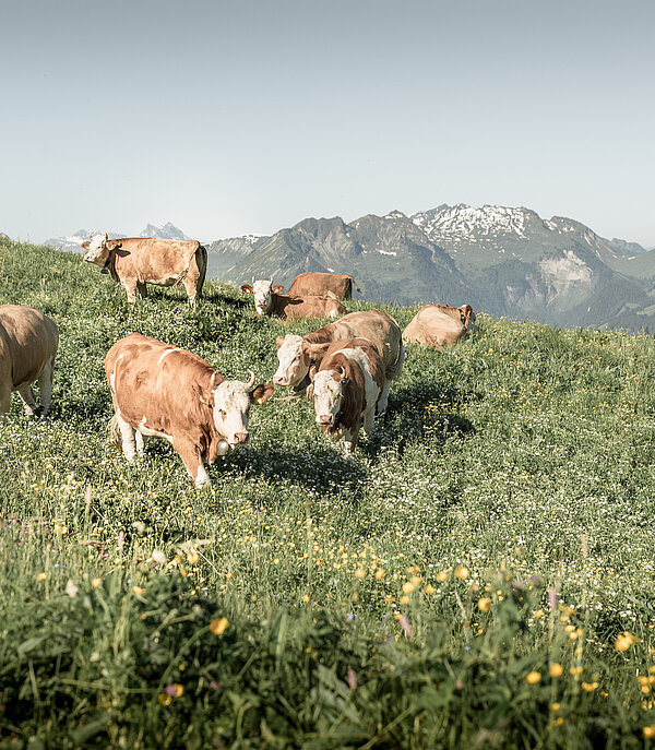 Weidende Kühe auf der Alp.