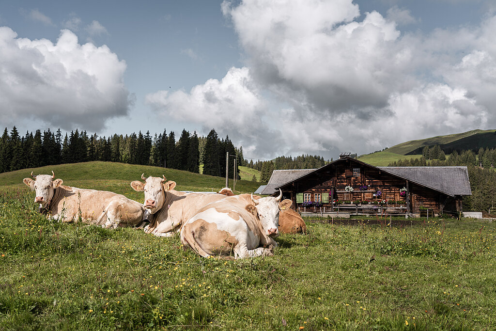 Drei Kühe liegen nebeneinander auf einer grünen Wiese vor einer hölzernen Alphütte.